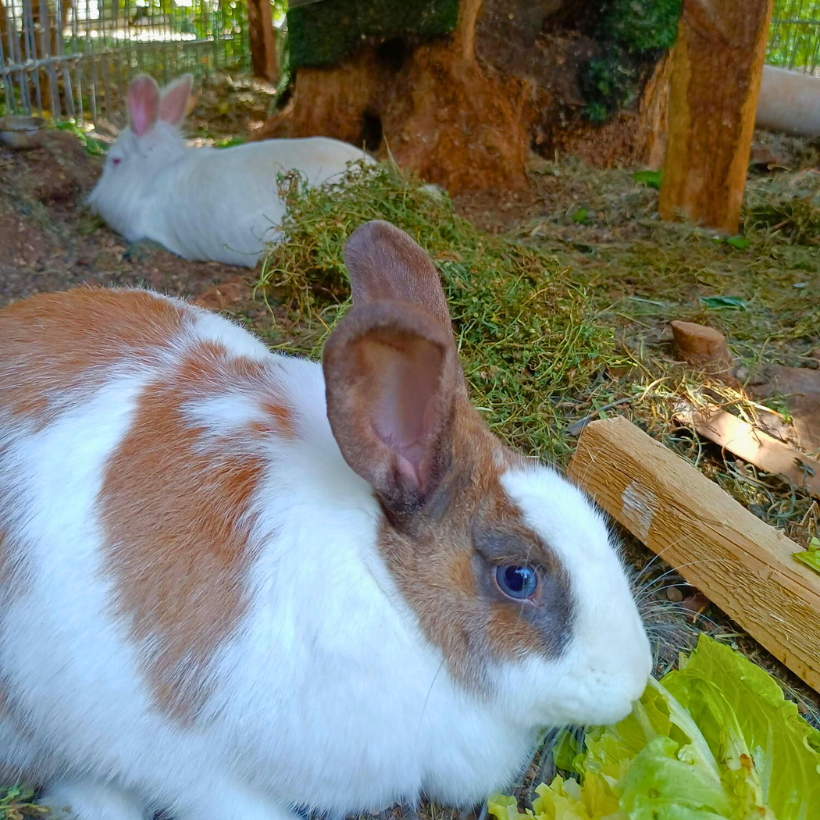 Rabbits